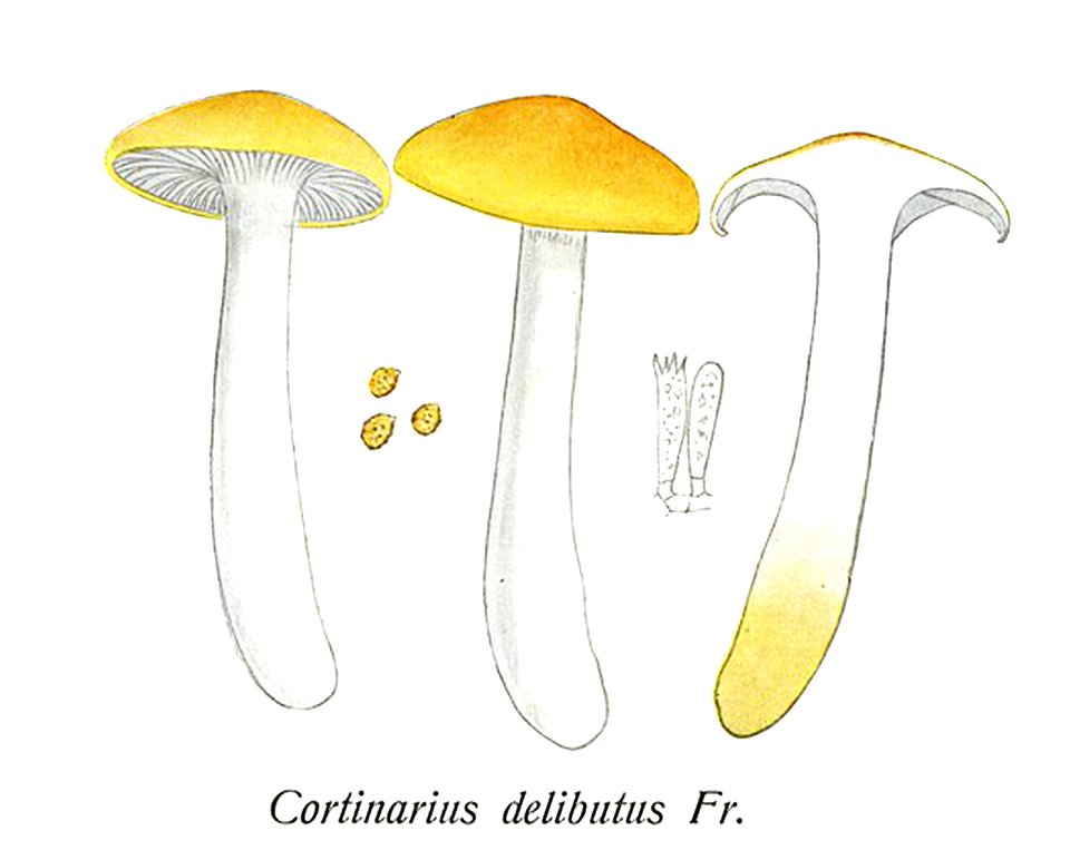 Cortinarius delibutus-Icon-Mycol.-Tab-631 2