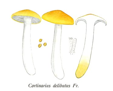 Cortinarius delibutus-Icon-Mycol.-Tab-631 2