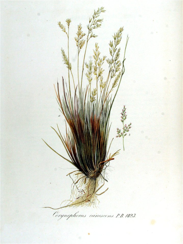Corynephorus canescens — Flora Batava — Volume v13
