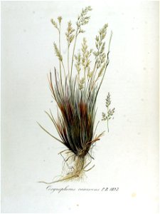 Corynephorus canescens — Flora Batava — Volume v13