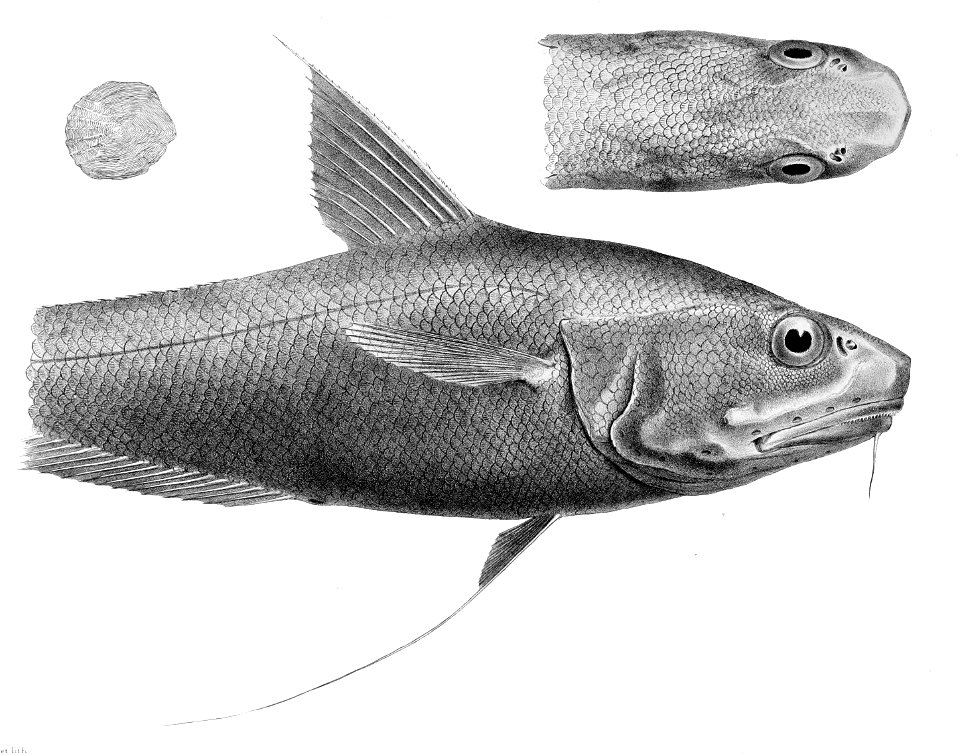 Coryphaenoides leptolepis1