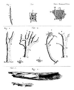 Cortex peruvianus Leeuwenhoek