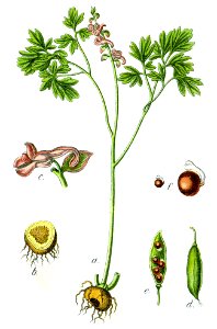 Corydalis cava Sturm42