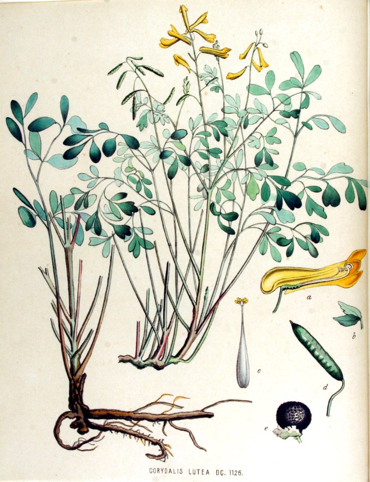 Corydalis lutea — Flora Batava — Volume v15