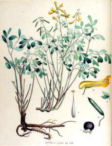 Corydalis lutea — Flora Batava — Volume v15