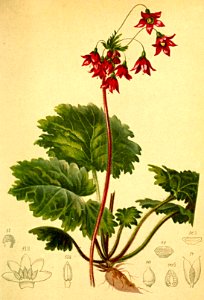 Cortusa matthioli Atlas Alpenflora