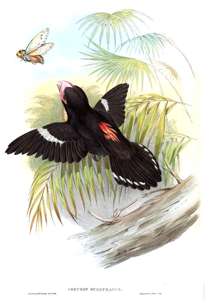 CorydonSumatranusGould
