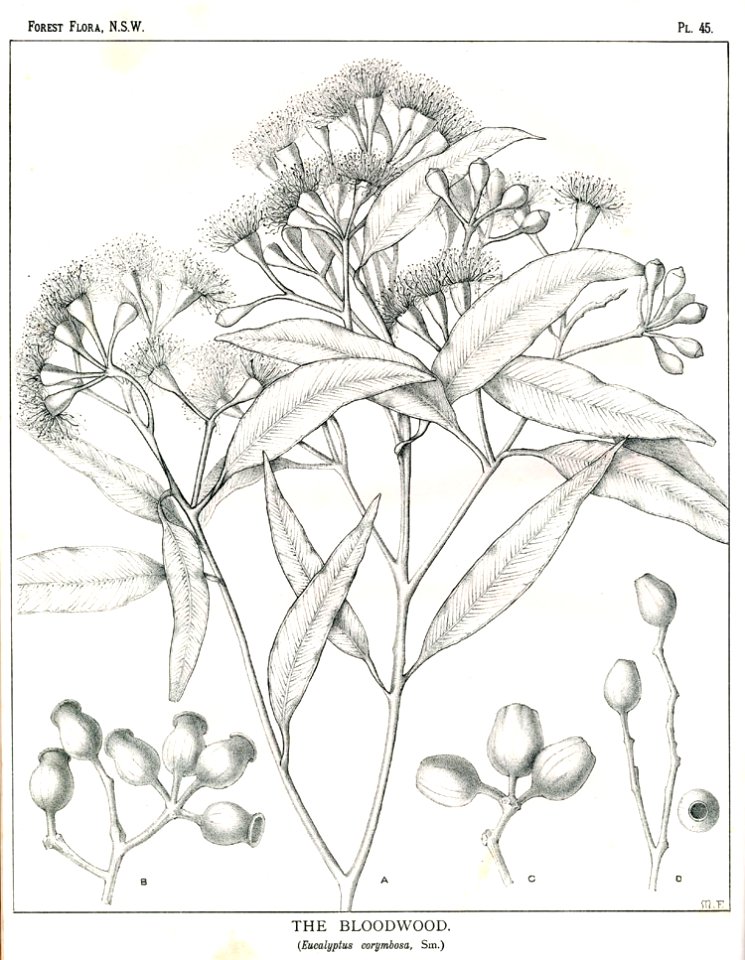 Corymbia gummifera00