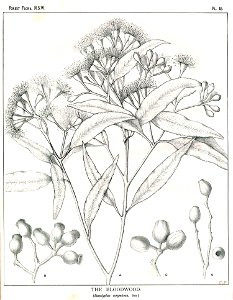 Corymbia gummifera00