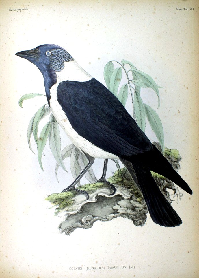 Corvus (Monedula) dauricus (ad) Fauna Japonica
