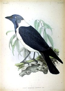 Corvus (Monedula) dauricus (ad) Fauna Japonica