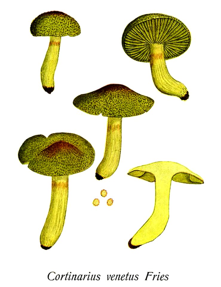 Cortinarius venetus-Icon-Mycol.-Tab-651