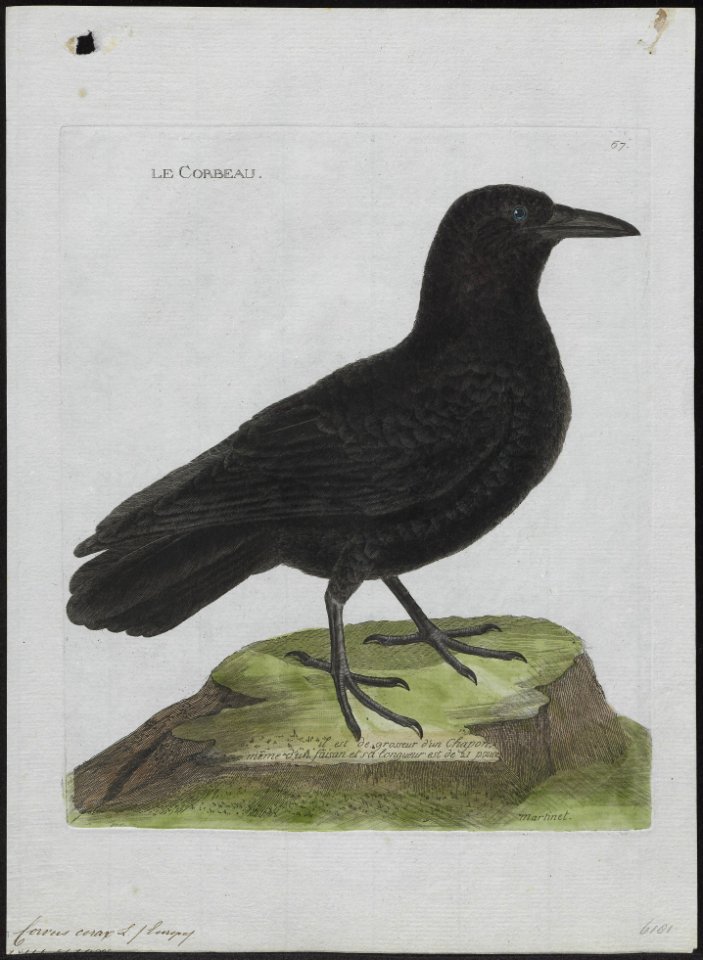 Corvus corax - 1790-1796 - Print - Iconographia Zoologica - Special Collections University of Amsterdam - UBA01 IZ15700201