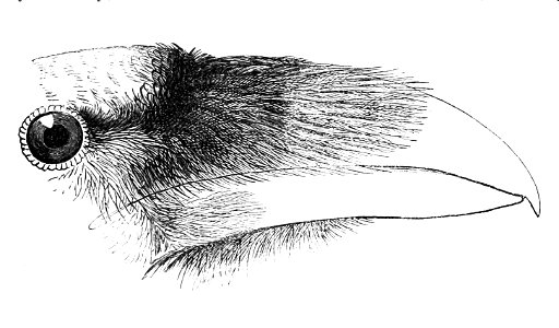 Corvus corax tingitanus head 1874