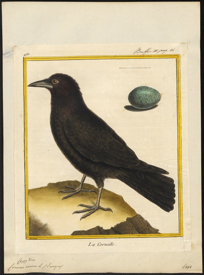 Corvus corone - 1700-1880 - Print - Iconographia Zoologica - Special Collections University of Amsterdam - UBA01 IZ15700217