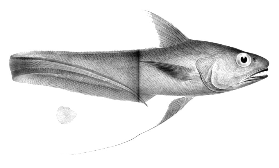 Coryphaenoides longifilis1