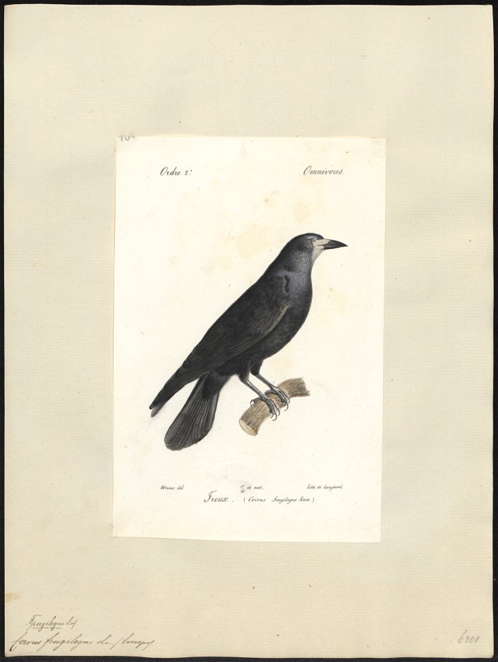 Corvus frugilegus - 1842-1848 - Print - Iconographia Zoologica - Special Collections University of Amsterdam - UBA01 IZ15700237