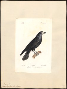 Corvus frugilegus - 1842-1848 - Print - Iconographia Zoologica - Special Collections University of Amsterdam - UBA01 IZ15700237