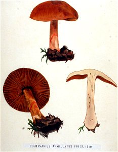 Cortinarius armillatus — Flora Batava — Volume v19. Free illustration for personal and commercial use.