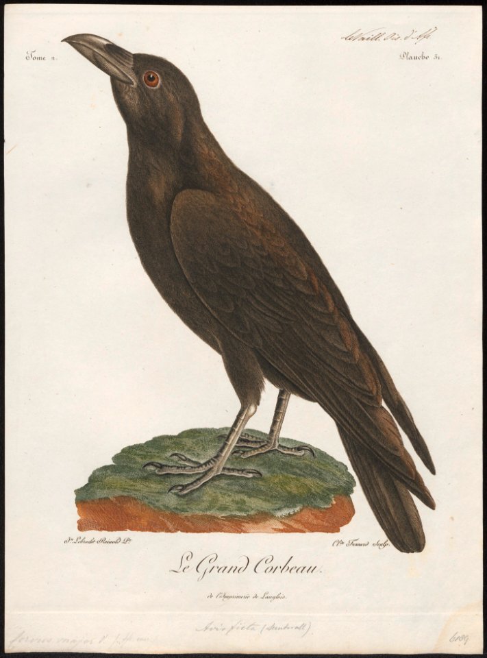 Corvus major - 1796-1808 - Print - Iconographia Zoologica - Special Collections University of Amsterdam - UBA01 IZ15700213