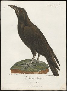 Corvus major - 1796-1808 - Print - Iconographia Zoologica - Special Collections University of Amsterdam - UBA01 IZ15700213