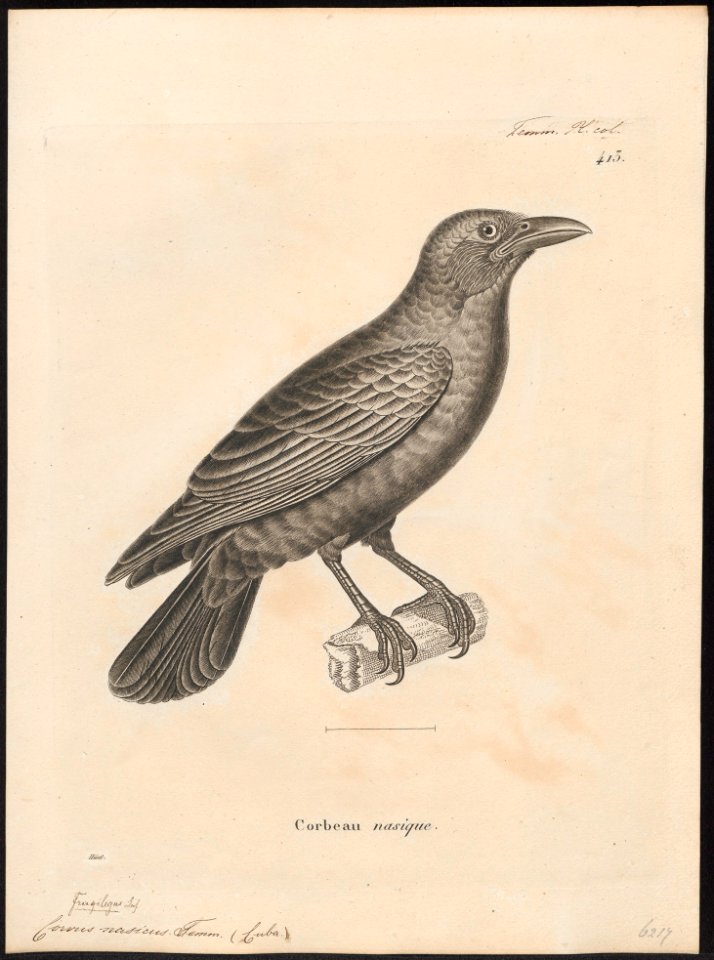 Corvus nasicus - 1700-1880 - Print - Iconographia Zoologica - Special Collections University of Amsterdam - UBA01 IZ15700247