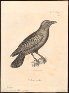 Corvus nasicus - 1700-1880 - Print - Iconographia Zoologica - Special Collections University of Amsterdam - UBA01 IZ15700247