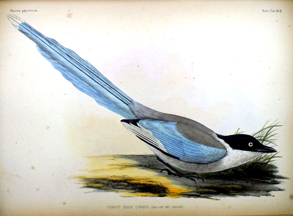 Corvus (Pica) cyanus Fauna Japonica