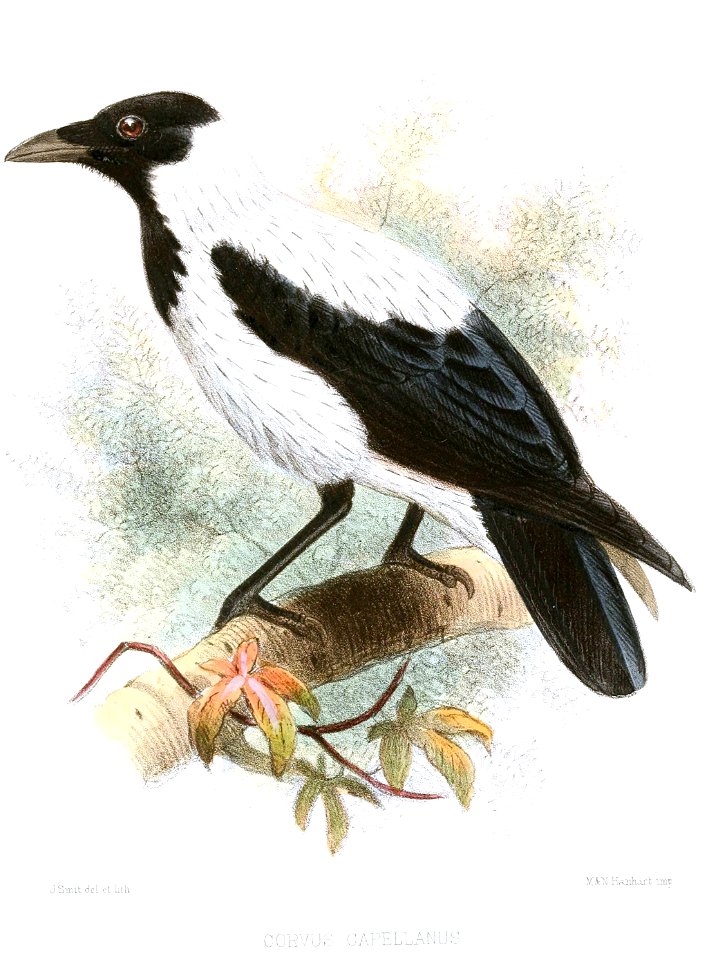 CorvusCapellanusSmit