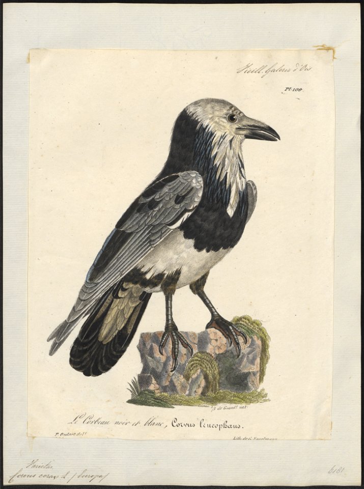 Corvus corax - 1825-1834 - Print - Iconographia Zoologica - Special Collections University of Amsterdam - UBA01 IZ15700209