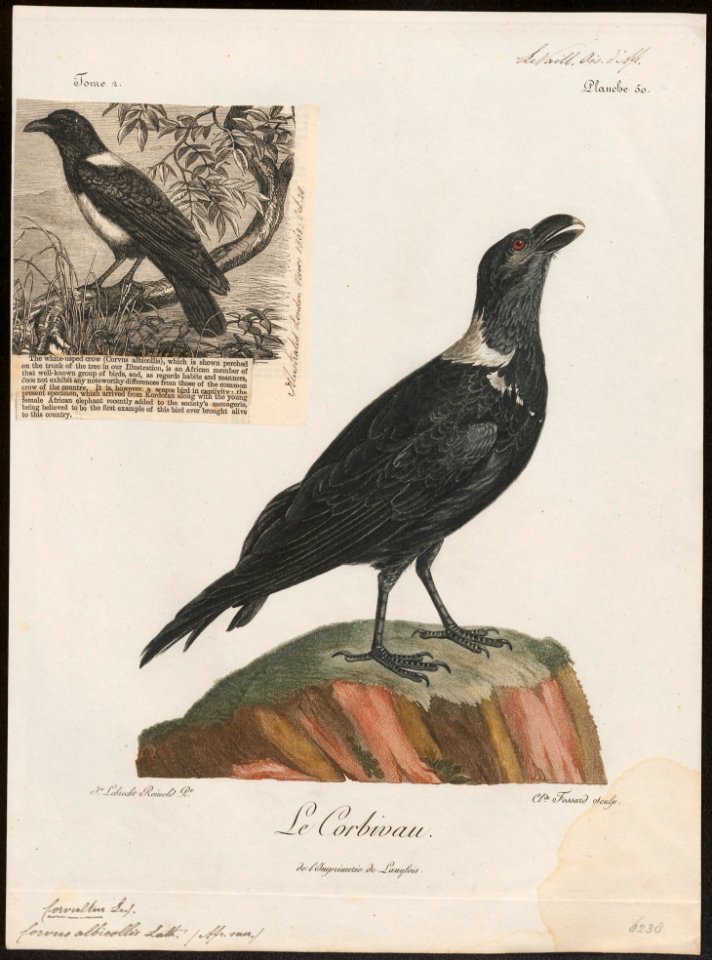 Corvus albicollis - 1796-1808 - Print - Iconographia Zoologica - Special Collections University of Amsterdam - UBA01 IZ15700269