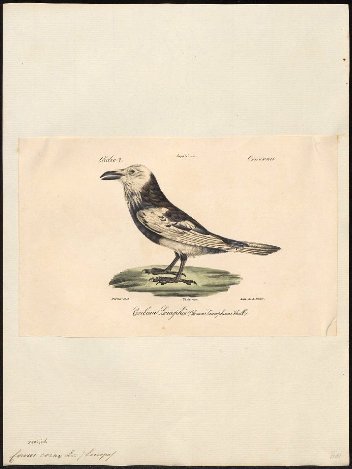 Corvus corax - 1842-1848 - Print - Iconographia Zoologica - Special Collections University of Amsterdam - UBA01 IZ15700211