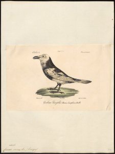 Corvus corax - 1842-1848 - Print - Iconographia Zoologica - Special Collections University of Amsterdam - UBA01 IZ15700211