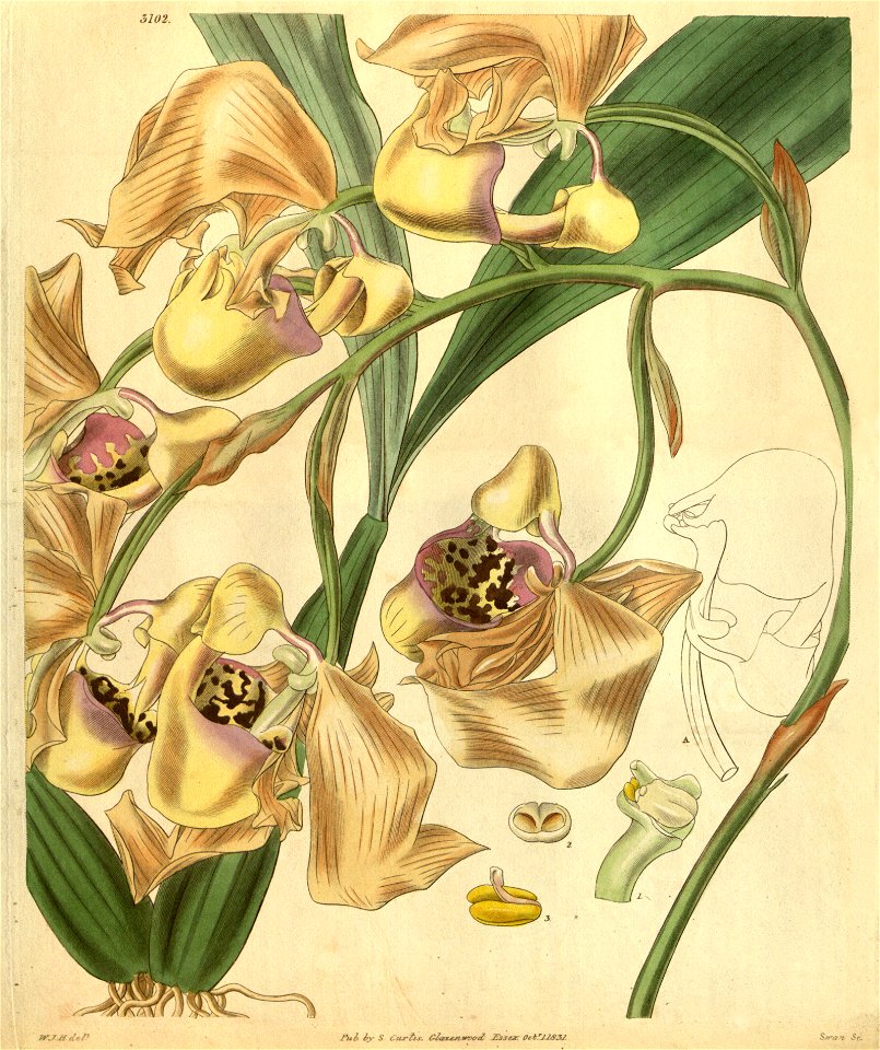 Coryanthes maculata - Curtis' 58 (N.S. 5) pl. 3102 (1831)
