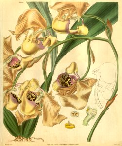 Coryanthes maculata - Curtis' 58 (N.S. 5) pl. 3102 (1831)