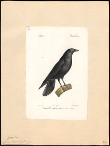 Corvus corone - 1842-1848 - Print - Iconographia Zoologica - Special Collections University of Amsterdam - UBA01 IZ15700219