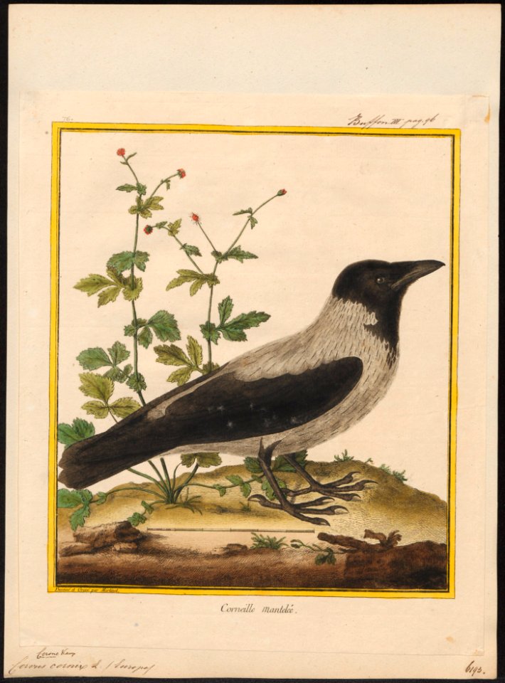 Corvus cornix - 1700-1880 - Print - Iconographia Zoologica - Special Collections University of Amsterdam - UBA01 IZ15700223