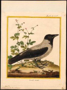 Corvus cornix - 1700-1880 - Print - Iconographia Zoologica - Special Collections University of Amsterdam - UBA01 IZ15700223