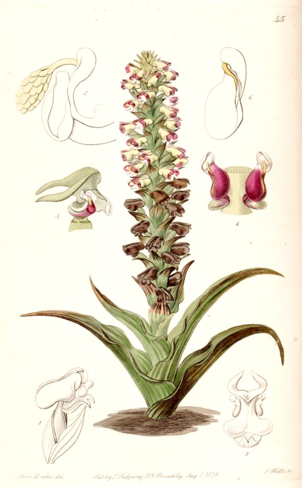 Corycium orobanchoides - Edwards vol 24 (NS 1) pl 45 (1838)