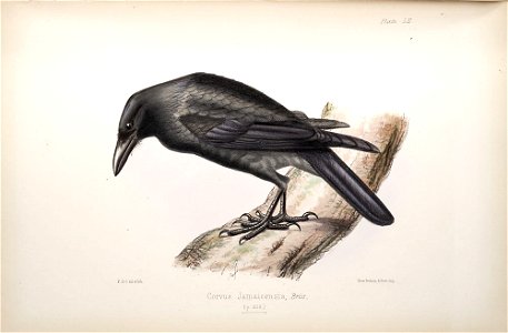 Corvus jamaicensis