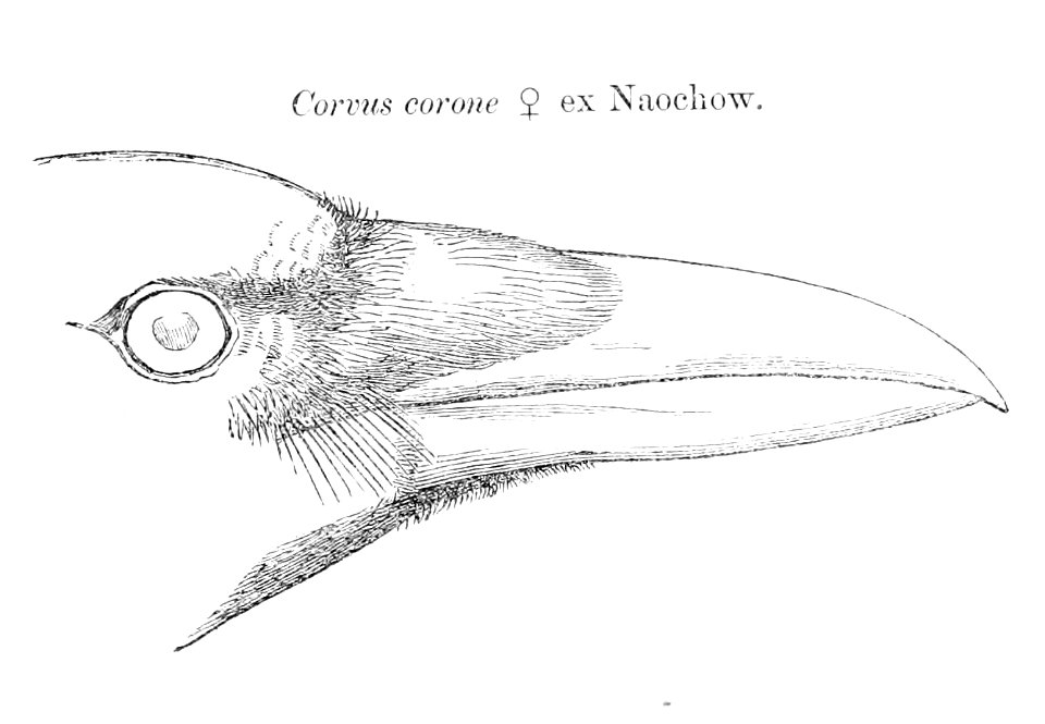Corvus corone 1870