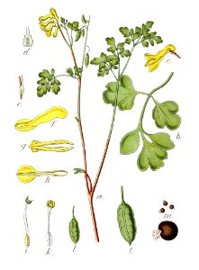 Corydalis lutea Sturm45
