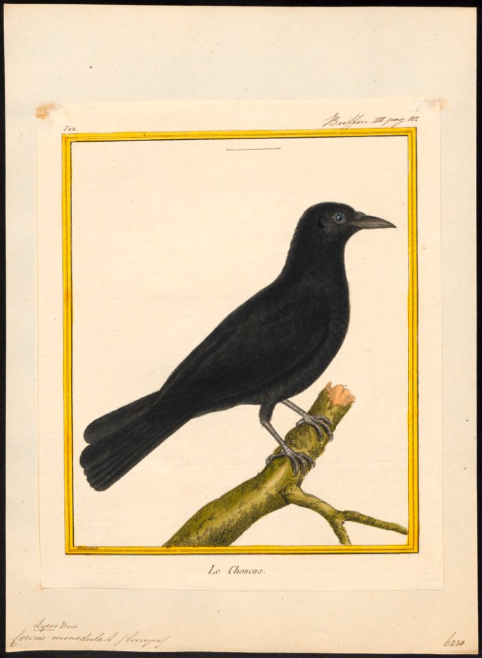 Corvus monedula - 1700-1880 - Print - Iconographia Zoologica - Special Collections University of Amsterdam - UBA01 IZ15700263