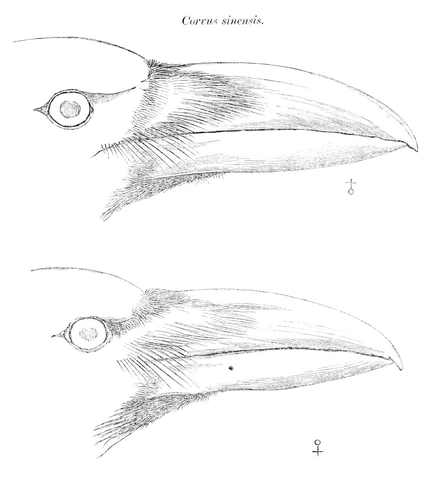 Corvus macrorhynchos 1870