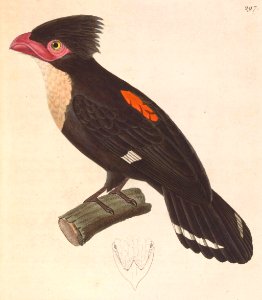 Corydon sumatranus sumatranus 1838