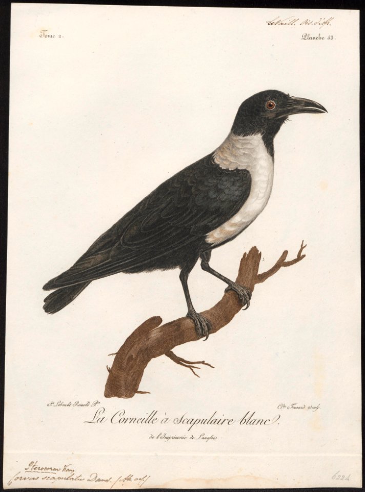 Corvus scapulatus - 1796-1808 - Print - Iconographia Zoologica - Special Collections University of Amsterdam - UBA01 IZ15700251
