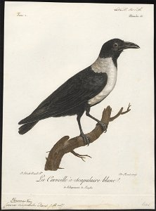 Corvus scapulatus - 1796-1808 - Print - Iconographia Zoologica - Special Collections University of Amsterdam - UBA01 IZ15700251