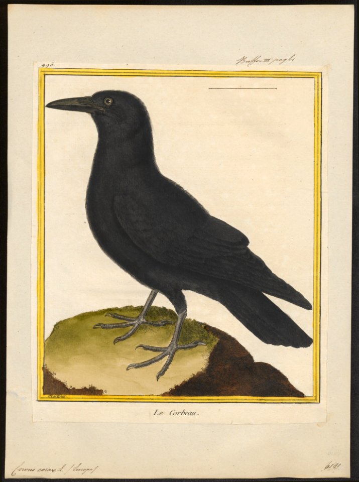 Corvus corax - 1700-1880 - Print - Iconographia Zoologica - Special Collections University of Amsterdam - UBA01 IZ15700199
