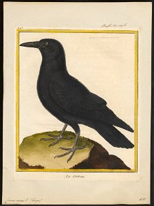 Corvus corax - 1700-1880 - Print - Iconographia Zoologica - Special Collections University of Amsterdam - UBA01 IZ15700199