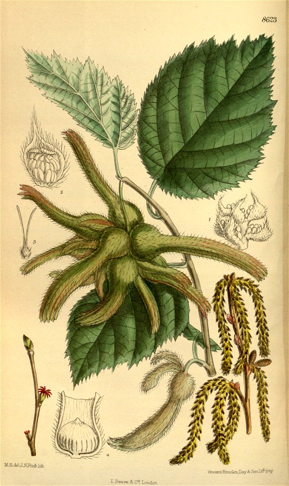 Corylus mandshurica 141-8623 - Free Stock Illustrations | Creazilla